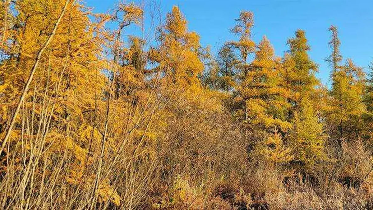 Fall Forest Bathing Walk at Volo Bog State Natural Area